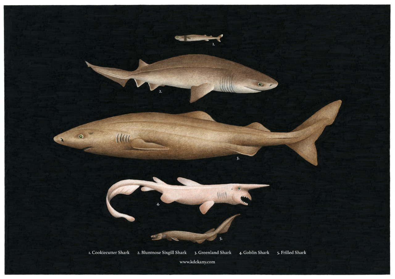 Deep Sea Shark Poster Fine Art Print | Krisztina Dekany
